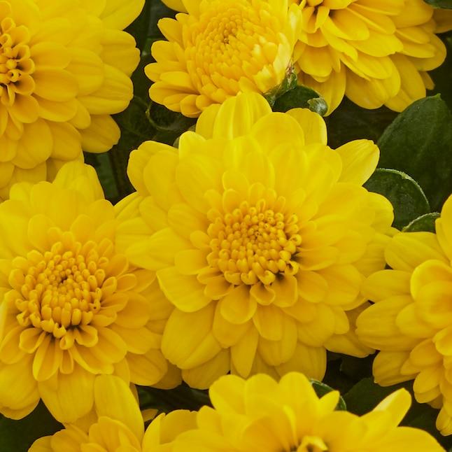 Mum Yellow Sizzling Fire Yellow - View 15 from www redcrocus com