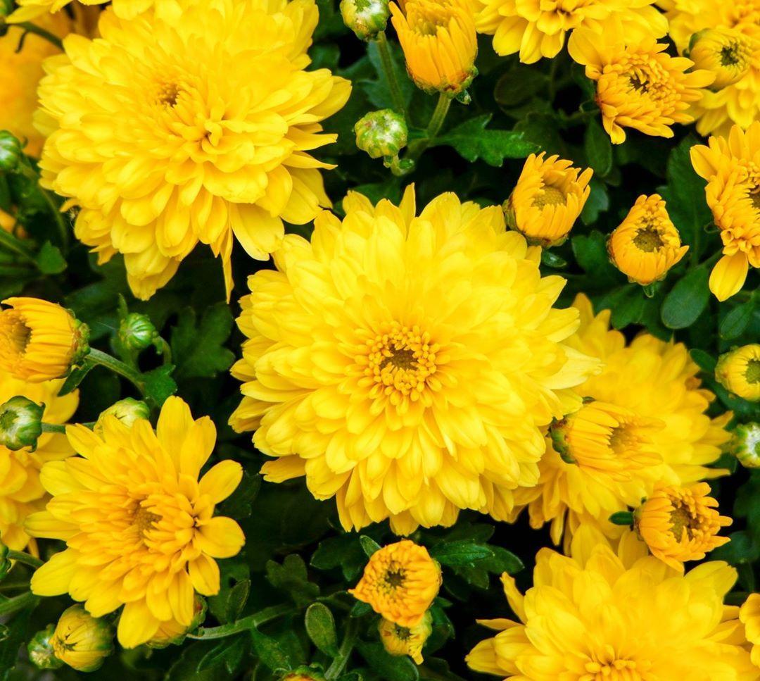 Mum Yellow Sizzling Fire Yellow - View 16 from www redcrocus com