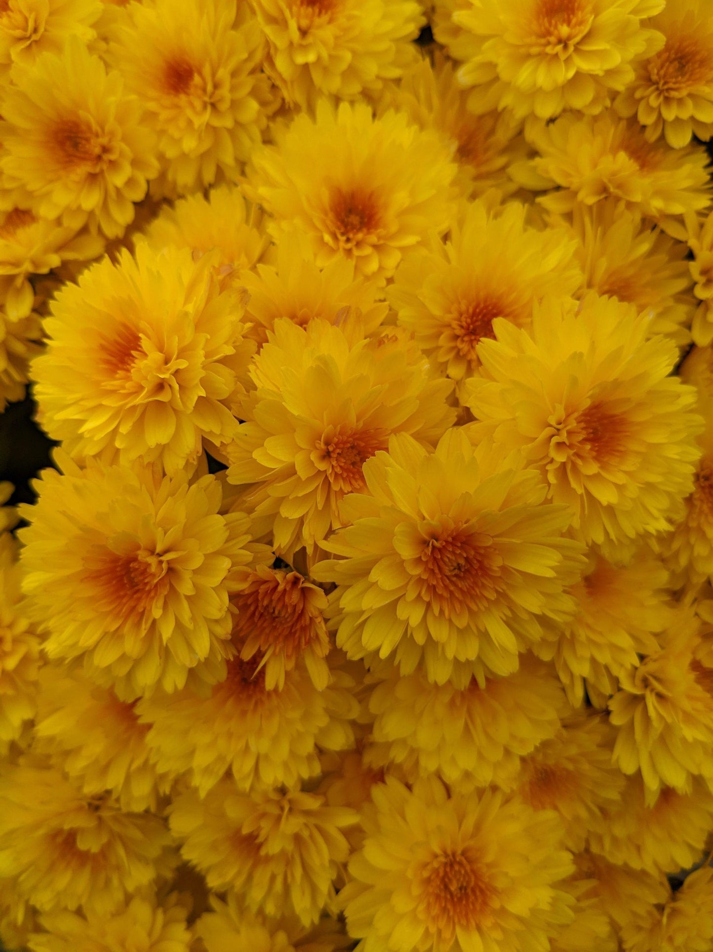 Mum Yellow Sizzling Fire Yellow - View 1 from www redcrocus com
