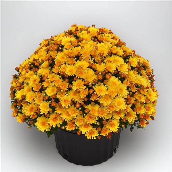 Mum Yellow Sizzling Fire Yellow - View 2 from www redcrocus com