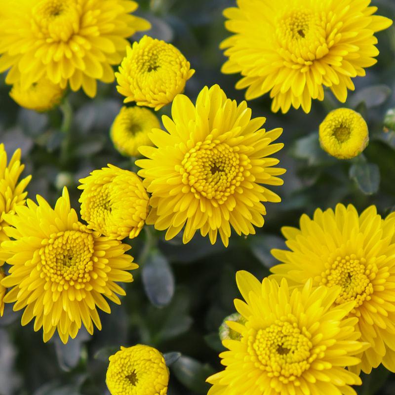 Mum Yellow Sizzling Fire Yellow - View 7 from www redcrocus com
