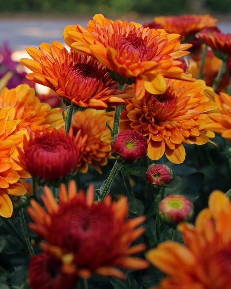 Mum Orange Carousel Glimmer Orange - View 10 from www redcrocus com