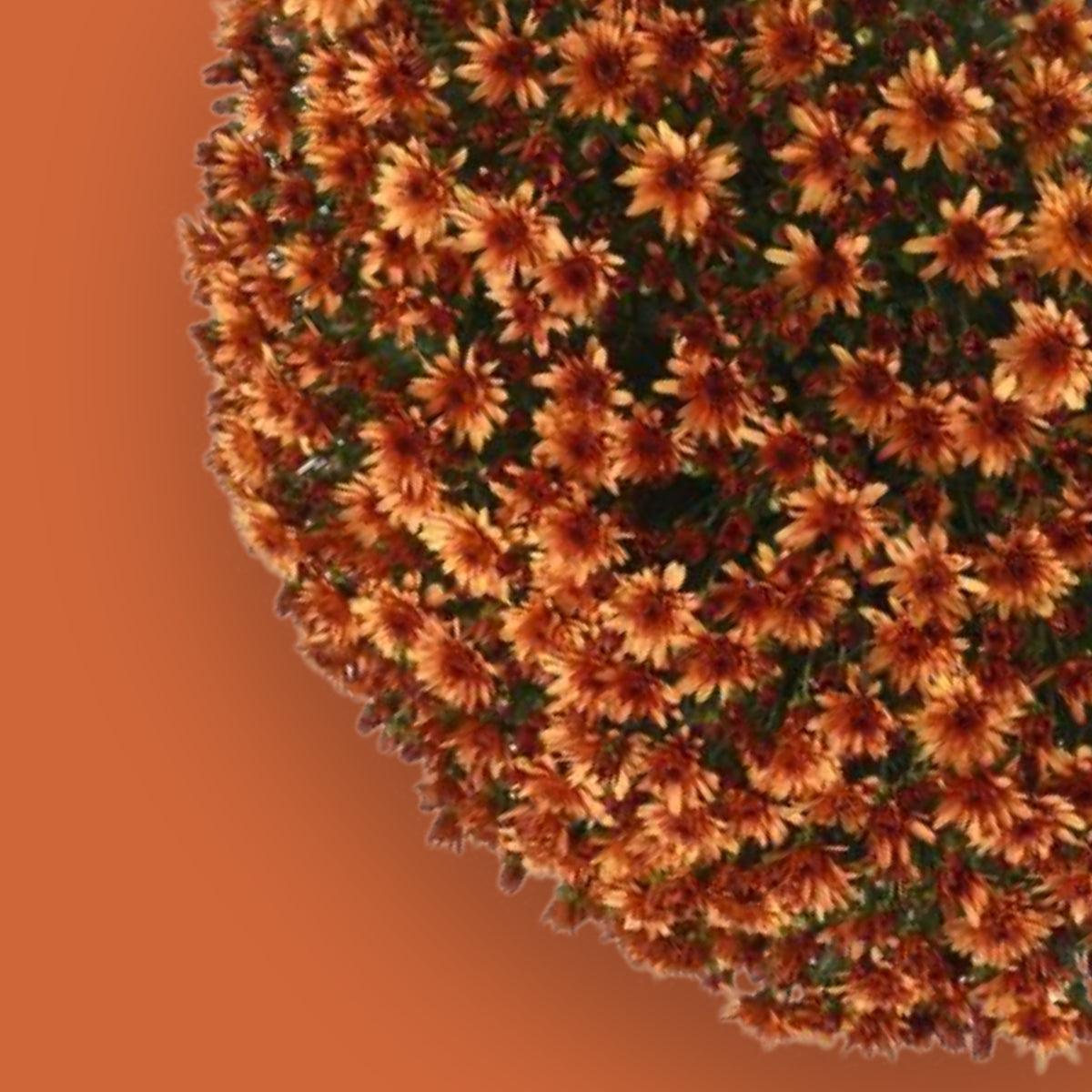 Mum Orange Carousel Glimmer Orange - View 2 from www redcrocus com