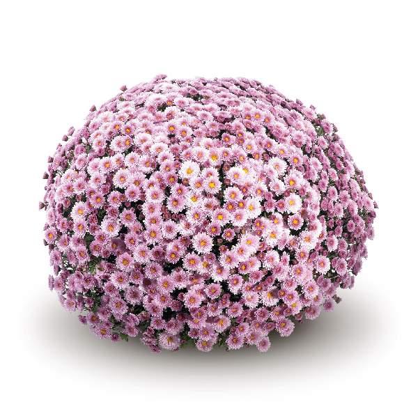 Mum Pink Cipriani Pink - View 16 from www redcrocus com
