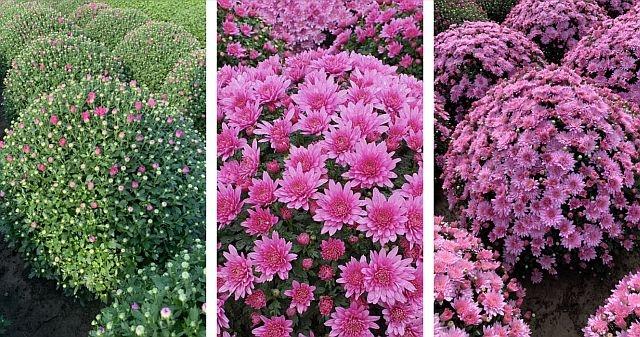 Mum Pink Cipriani Pink - View 2 from www redcrocus com