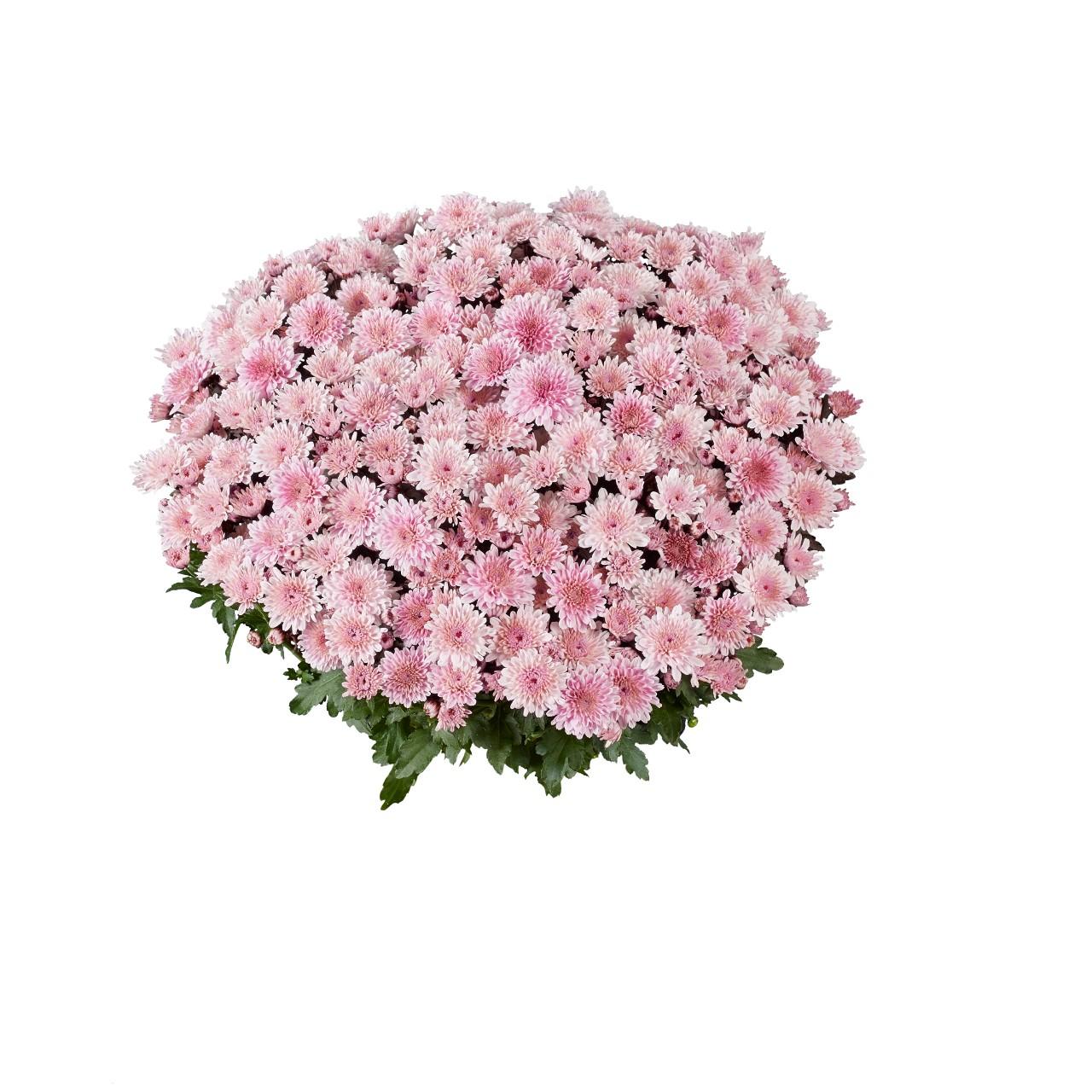 Mum Pink Cipriani Pink - View 4 from www redcrocus com