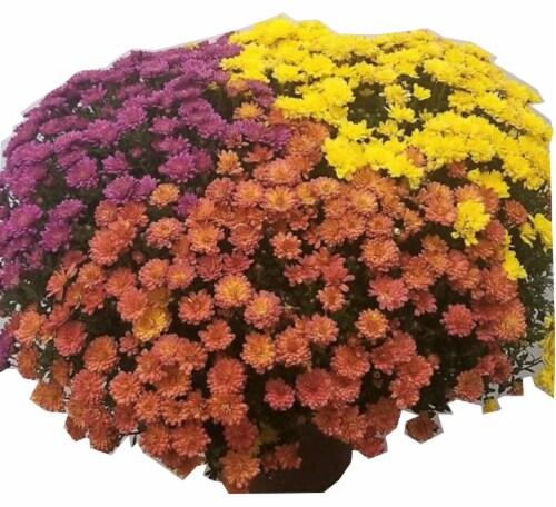 Mum Mix Cosmic Yellow Bronze Red - View 11 from www redcrocus com