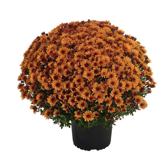 Mum Mix Cosmic Yellow Bronze Red - View 12 from www redcrocus com