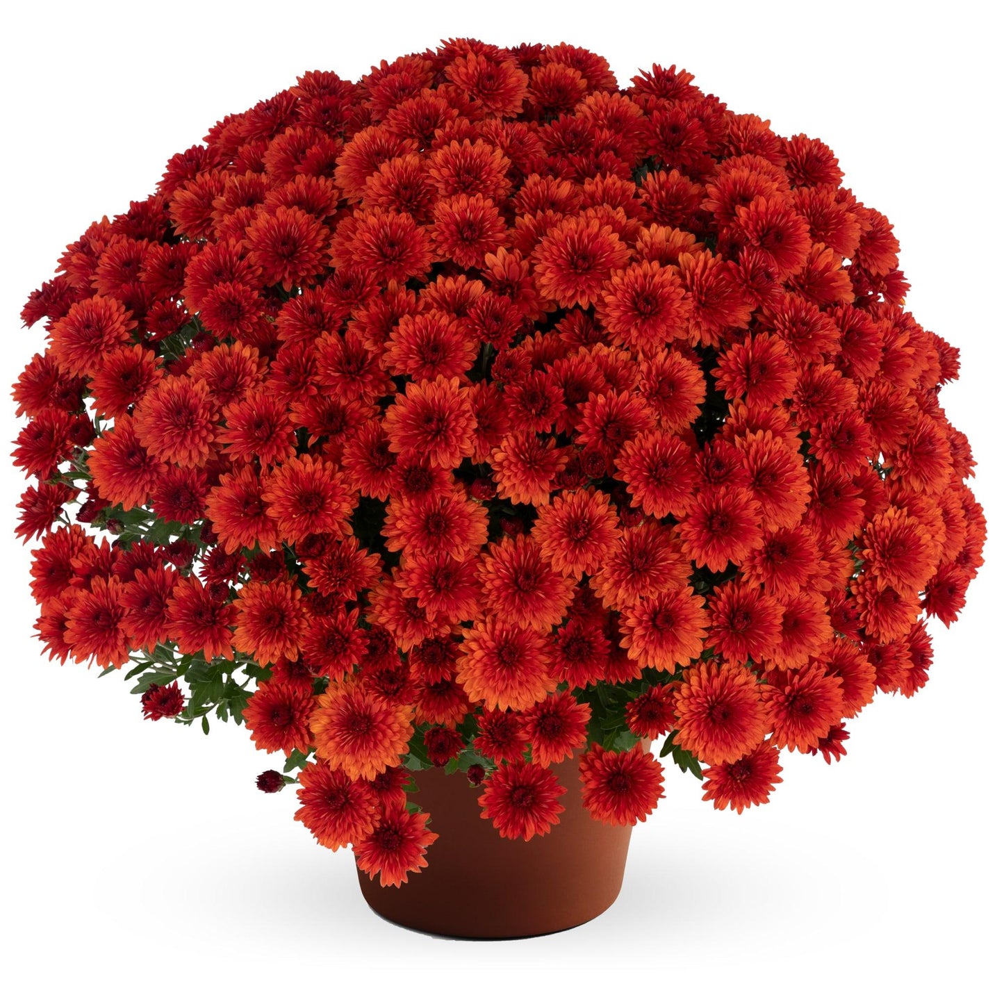 Mum Mix Cosmic Yellow Bronze Red - View 2 from www redcrocus com