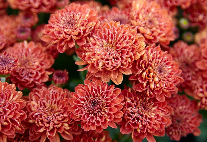 Mum Mix Cosmic Yellow Bronze Red - View 3 from www redcrocus com