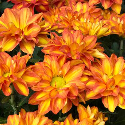 Mum Mix Cosmic Yellow Bronze Red - View 6 from www redcrocus com