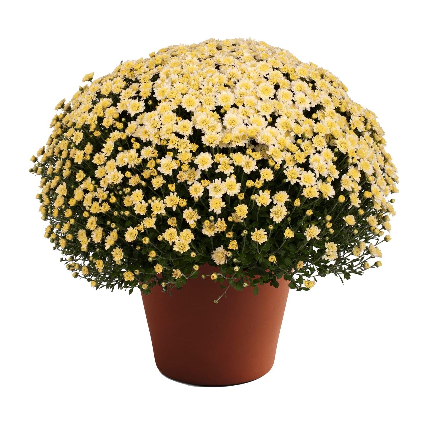 Mum, Yellow Makayla Yellow - View 10 from www redcrocus com