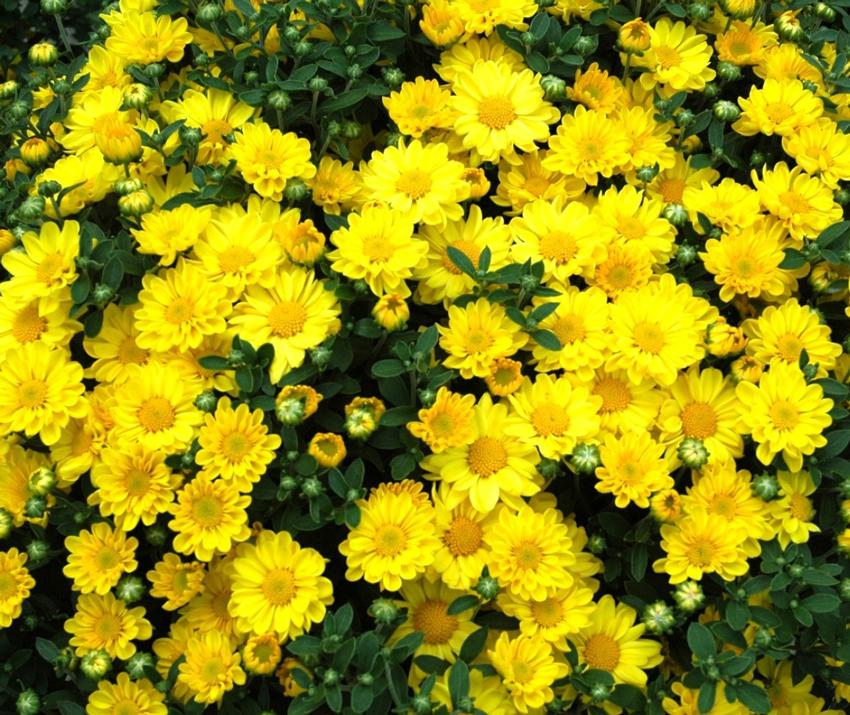 Mum Yellow Tanya Yellow - View 11 from www redcrocus com