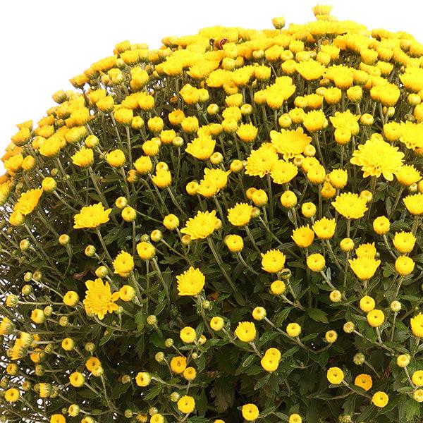 Mum Yellow Tanya Yellow - View 12 from www redcrocus com