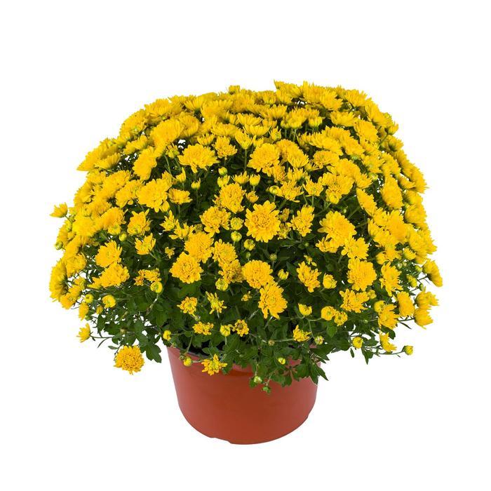 Mum Yellow Tanya Yellow - View 1 from www redcrocus com