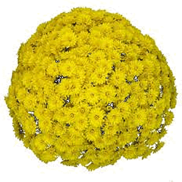 Mum Yellow Tanya Yellow - View 3 from www redcrocus com