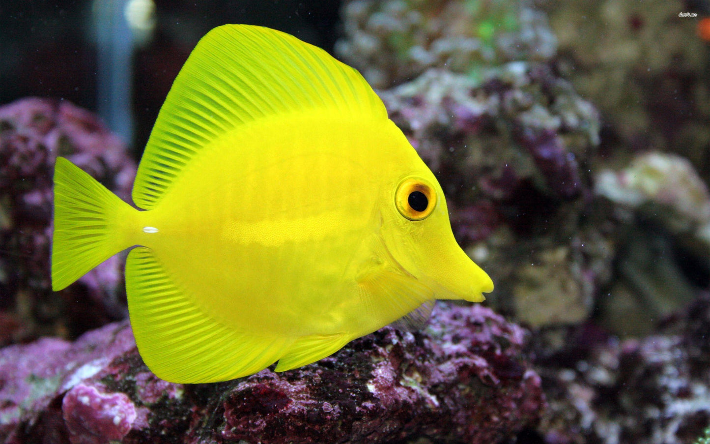 Mum Yellow Tang Yellow - View 10 from www redcrocus com