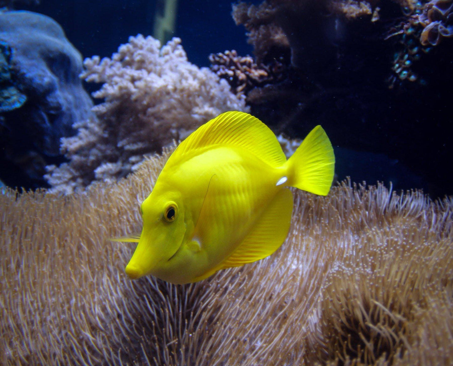 Mum Yellow Tang Yellow - View 11 from www redcrocus com