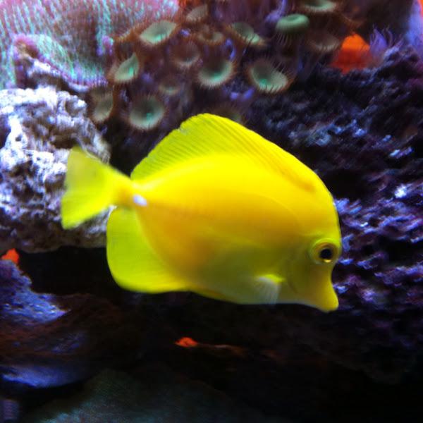 Mum Yellow Tang Yellow - View 12 from www redcrocus com