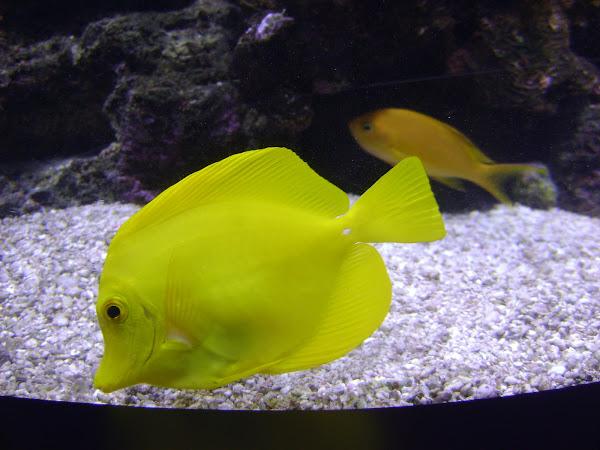 Mum Yellow Tang Yellow - View 13 from www redcrocus com