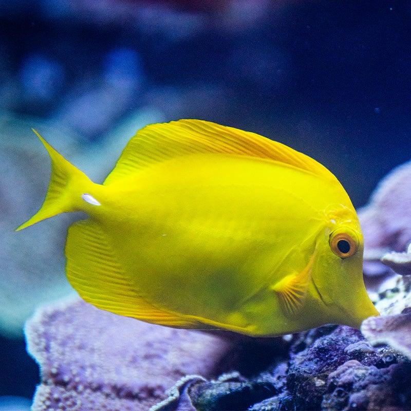Mum Yellow Tang Yellow - View 4 from www redcrocus com