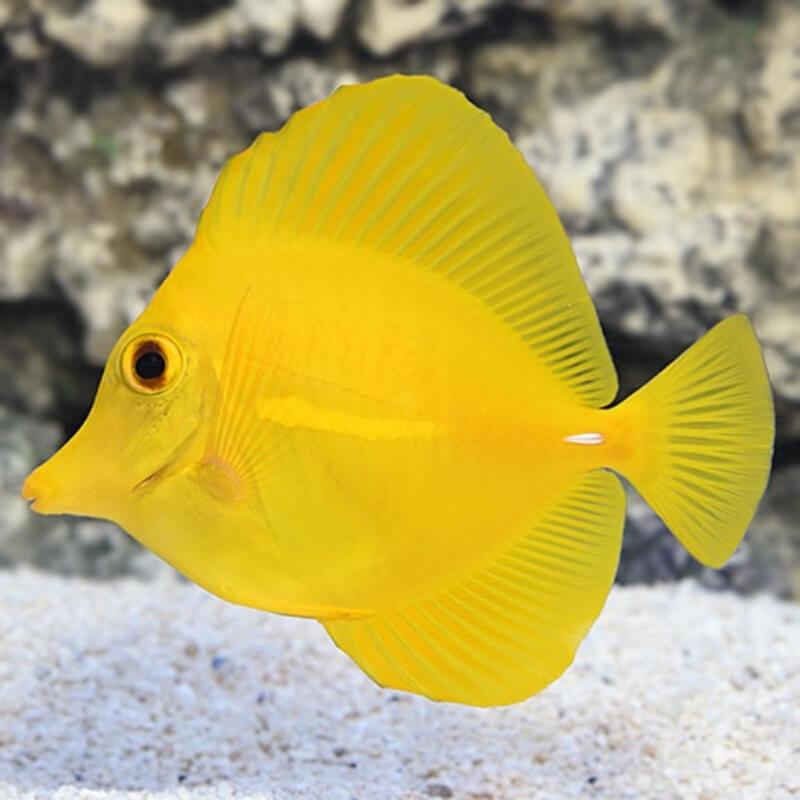 Mum Yellow Tang Yellow - View 5 from www redcrocus com