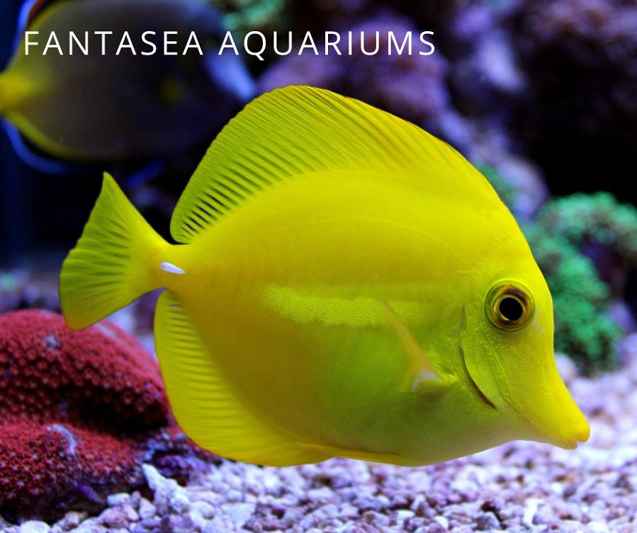 Mum Yellow Tang Yellow - View 6 from www redcrocus com