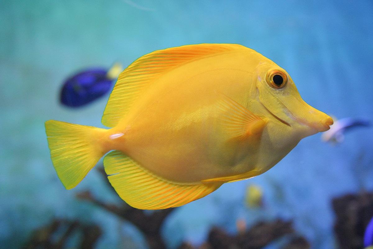 Mum Yellow Tang Yellow - View 8 from www redcrocus com