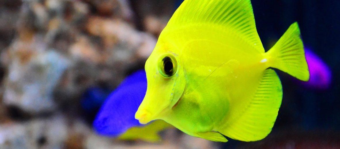Mum Yellow Tang Yellow - View 9 from www redcrocus com
