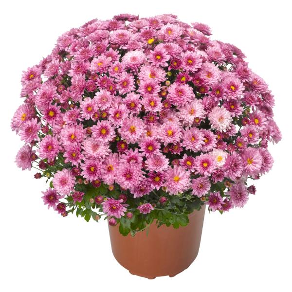 Mum, Pink Valerie Fuchsia - View 11 from www redcrocus com