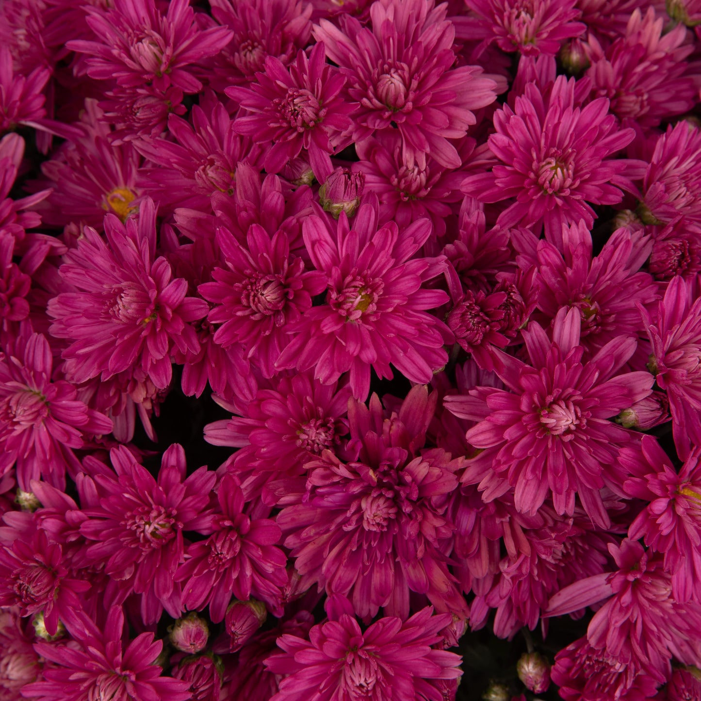 Mum, Pink Valerie Fuchsia - View 1 from www redcrocus com
