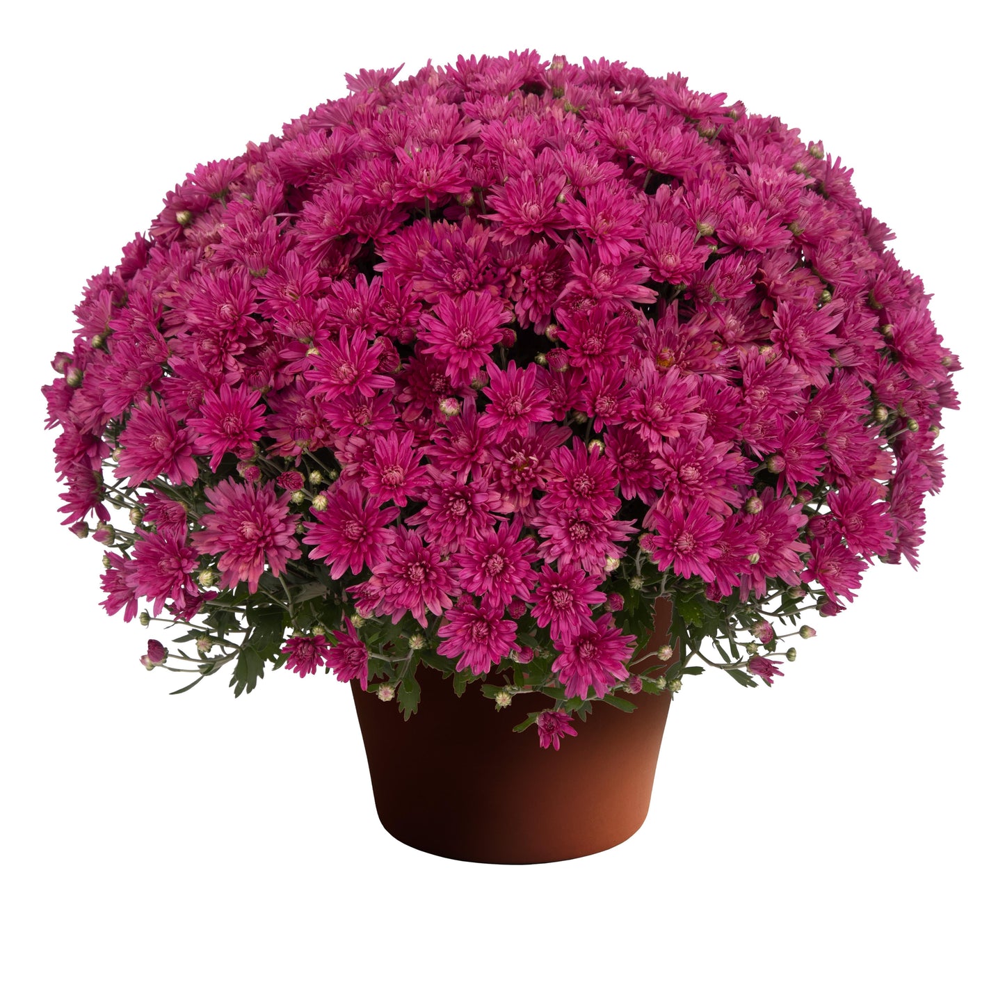 Mum, Pink Valerie Fuchsia - View 2 from www redcrocus com