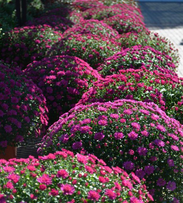 Mum, Pink Valerie Fuchsia - View 5 from www redcrocus com