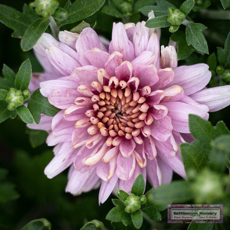 Mum, Pink Valerie Fuchsia - View 7 from www redcrocus com