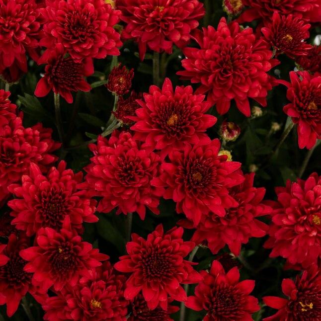 Mum Red Josephine Red - View 15 from www redcrocus com