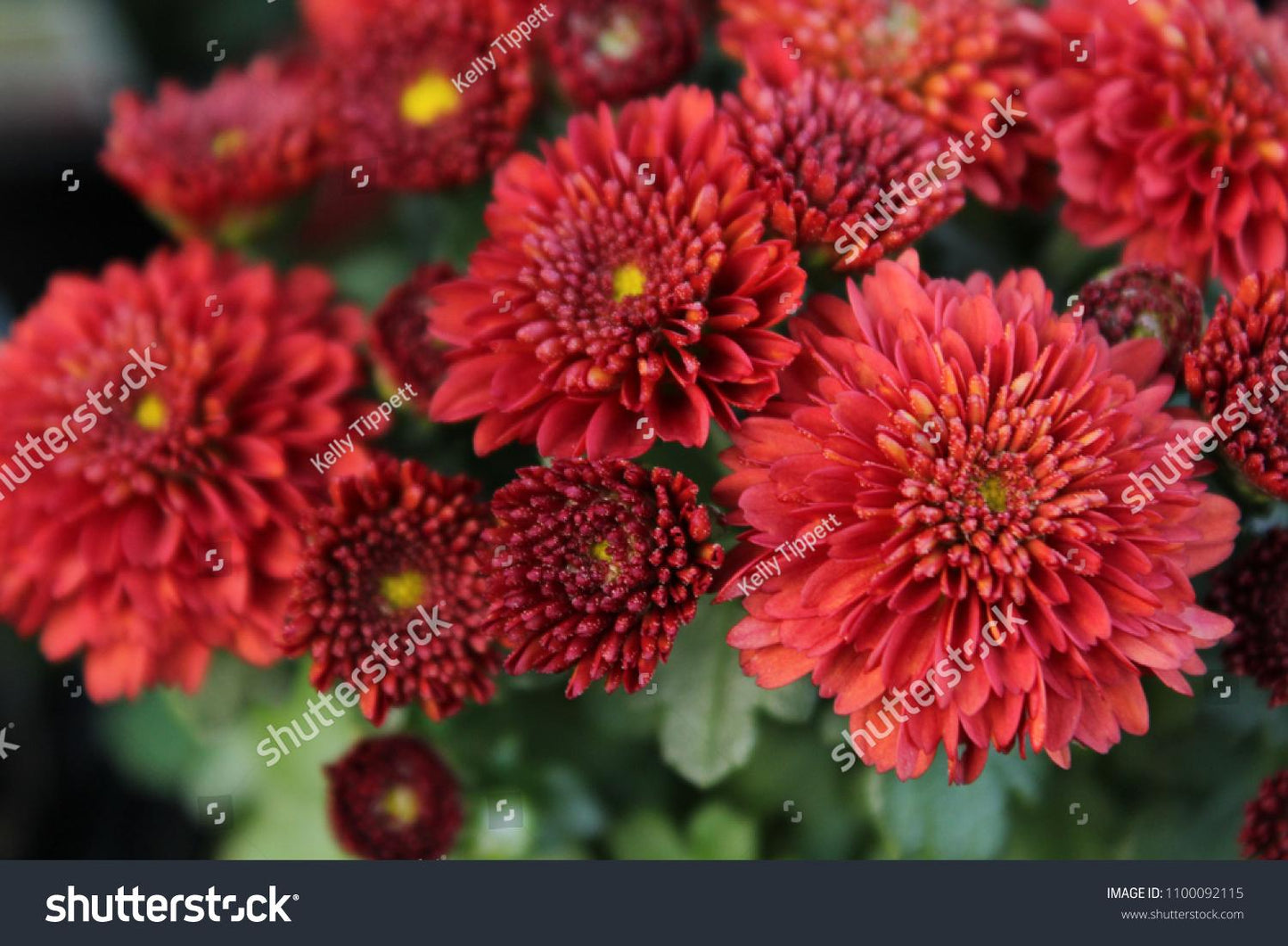Mum Red Josephine Red - View 8 from www redcrocus com