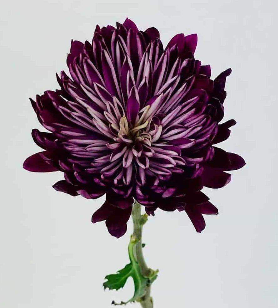Mum Purple Morgana Purple - View 9 from www redcrocus com