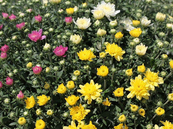 Mum Mix Beverly Mix - View 6 from www redcrocus com