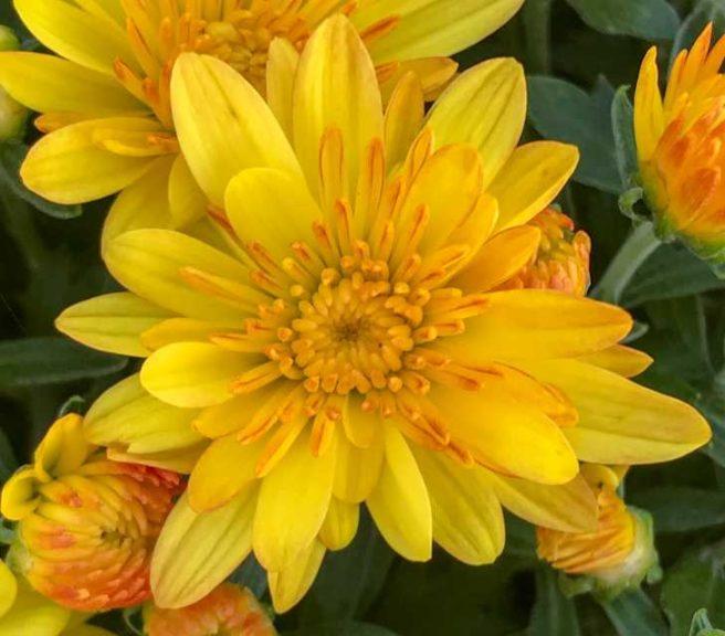 Mum Mix Beverly Mix - View 8 from www redcrocus com