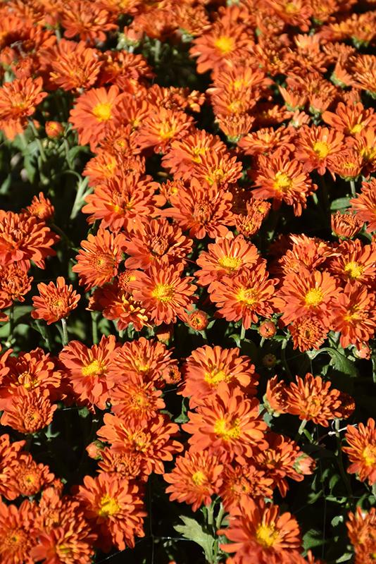 Mum Orange Padre Orange - View 5 from www redcrocus com