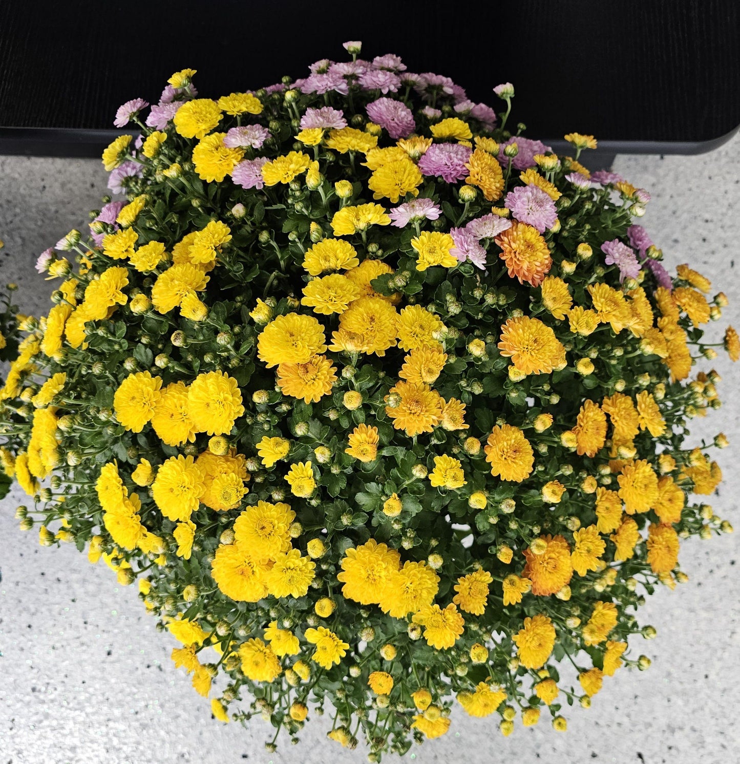Mum Mix Tri Color - View 11 from www redcrocus com
