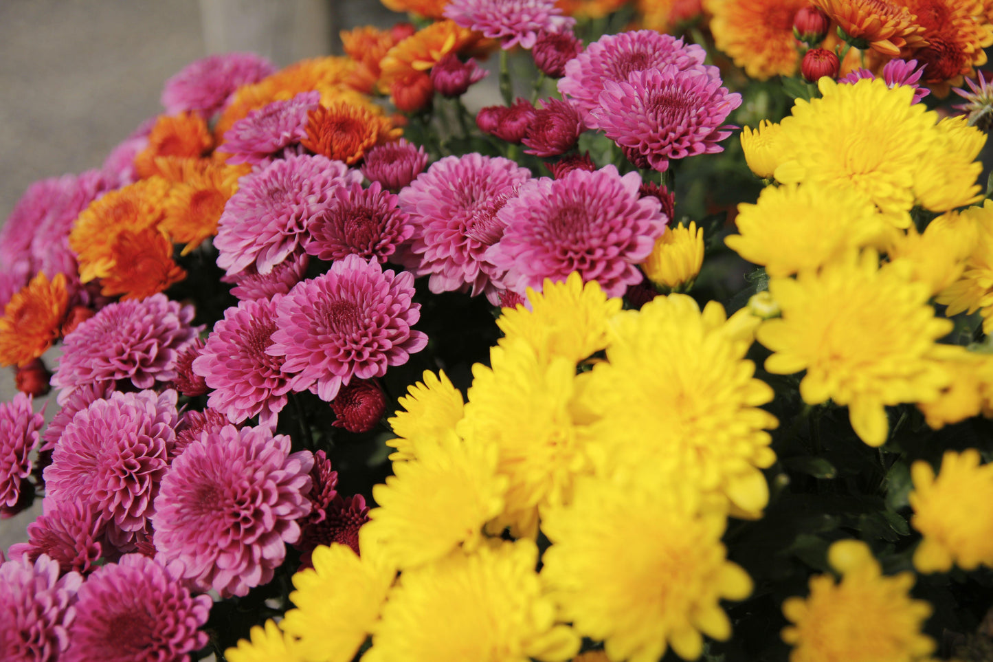 Mum Mix Tri Color - View 13 from www redcrocus com