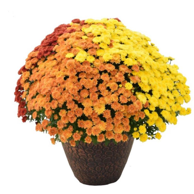 Mum Mix Tri Color - View 15 from www redcrocus com