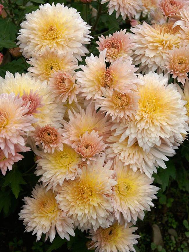 Mum Mix Tri Color - View 16 from www redcrocus com