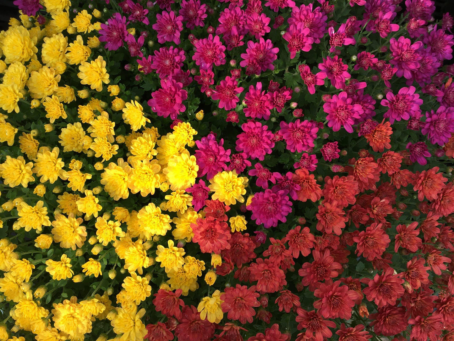 Mum Mix Tri Color - View 17 from www redcrocus com