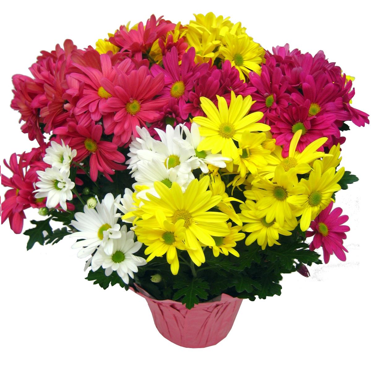 Mum Mix Tri Color - View 18 from www redcrocus com