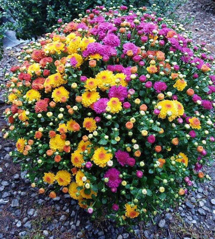 Mum Mix Tri Color - View 2 from www redcrocus com