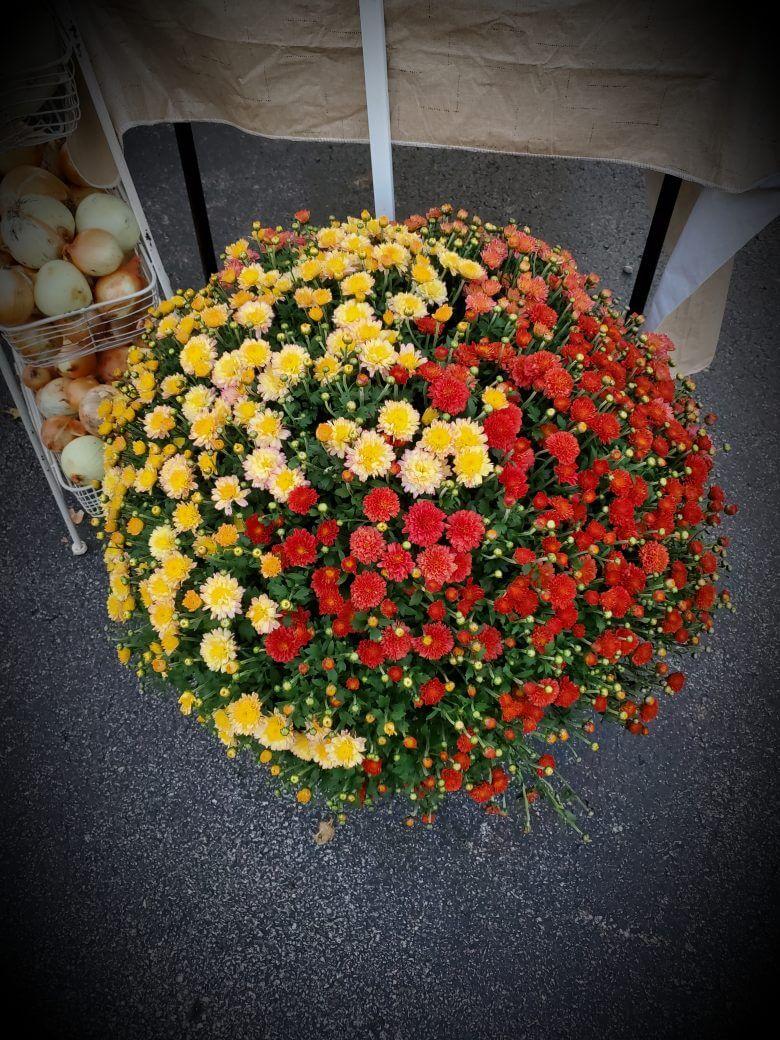 Mum Mix Tri Color - View 3 from www redcrocus com