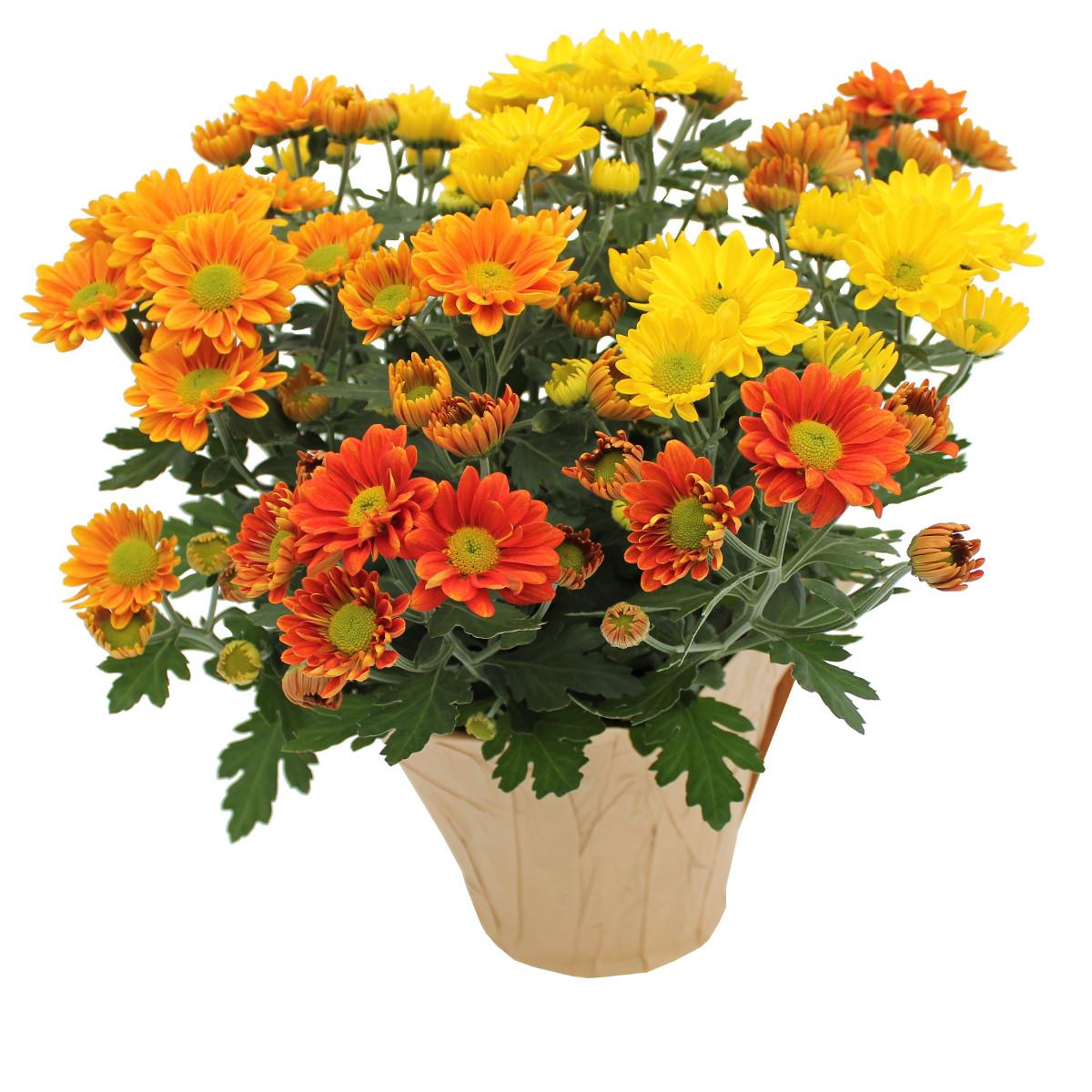 Mum Mix Tri Color - View 4 from www redcrocus com