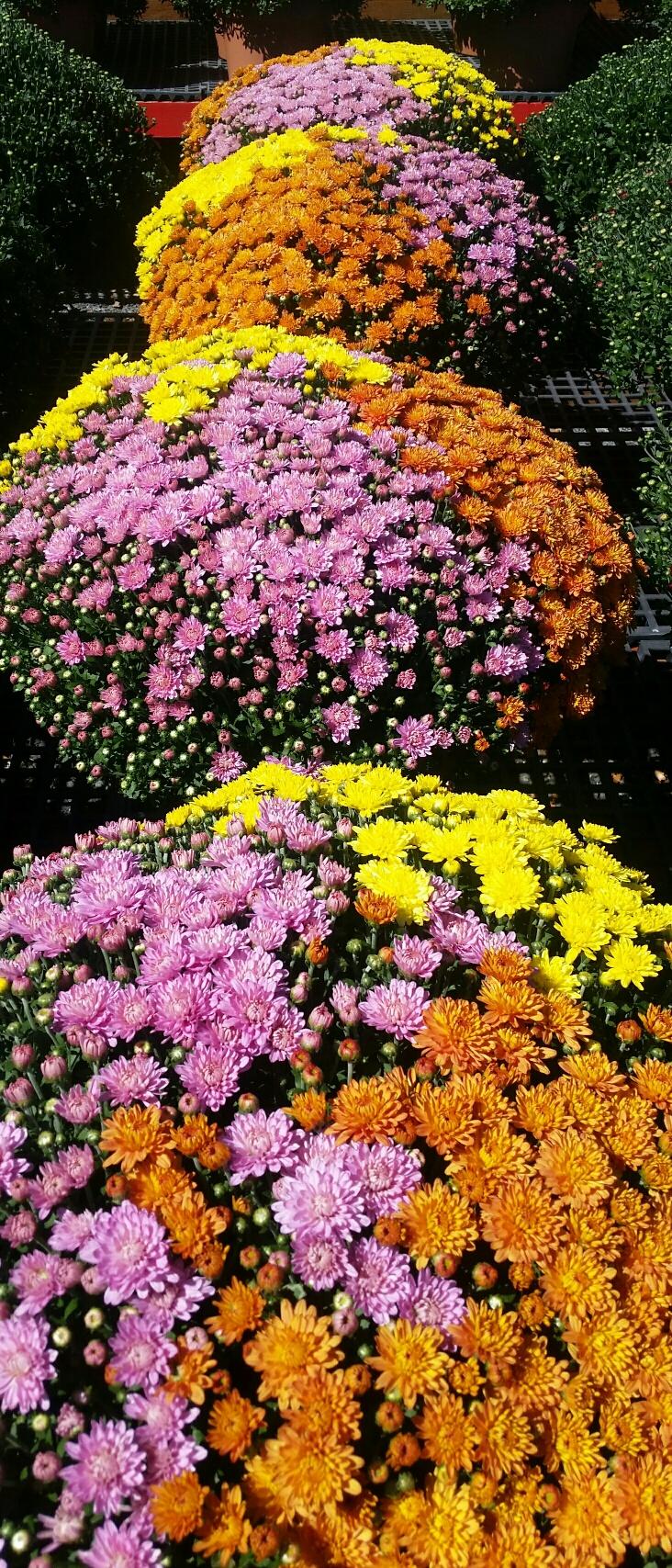 Mum Mix Tri Color - View 5 from www redcrocus com
